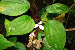 Sonerila brunonis
